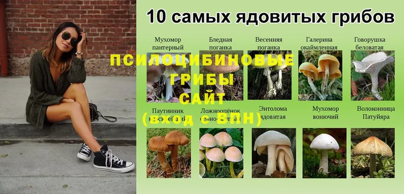 Псилоцибиновые грибы мицелий  Ладушкин 